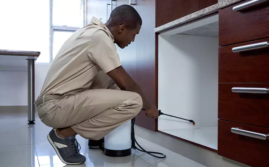 Top-Notch Pest Control in San Bernardino