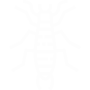 Earwigs Pest Control San Bernardino, CA
