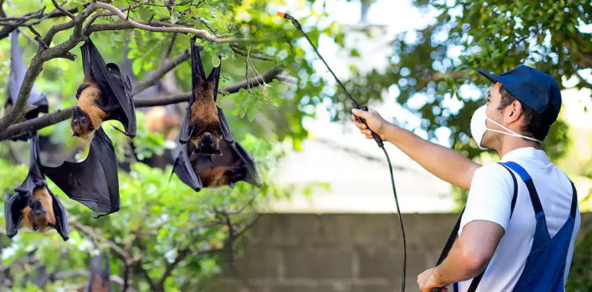 bat-exterminator in San Bernardino, CA