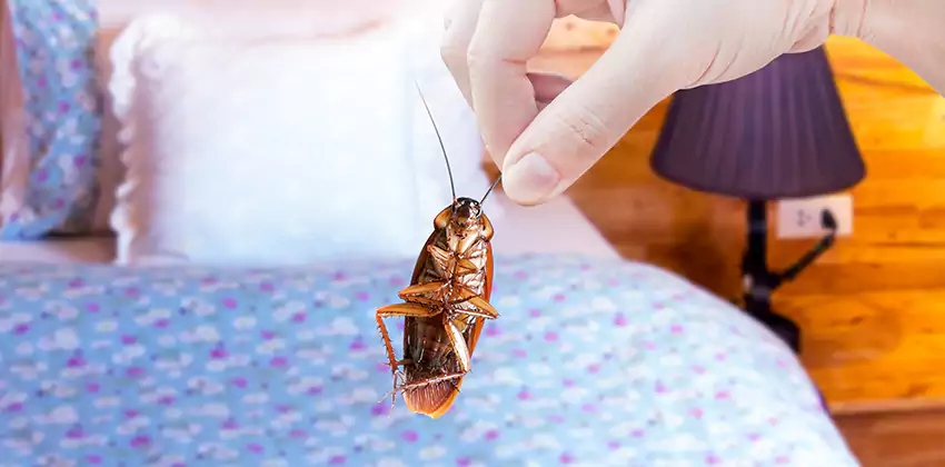 bed-bug-exterminator in San Bernardino, CA