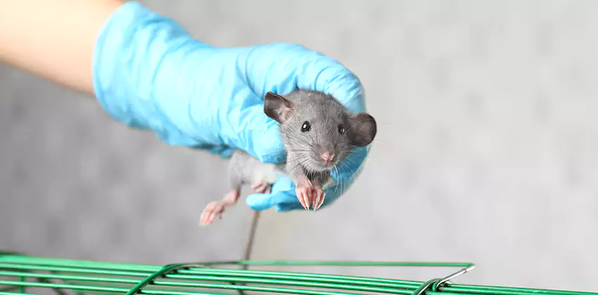 Rat Inspection for Bedrooms San Bernardino, CA