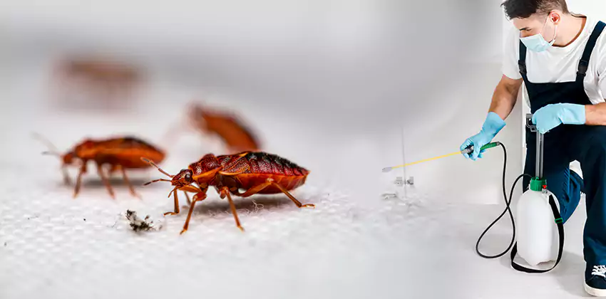flea-control in San Bernardino, CA