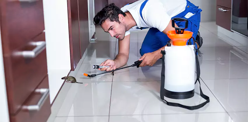 rat-inspection in San Bernardino, CA