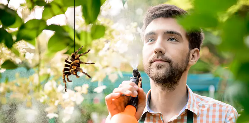 spider-exterminator in San Bernardino, CA