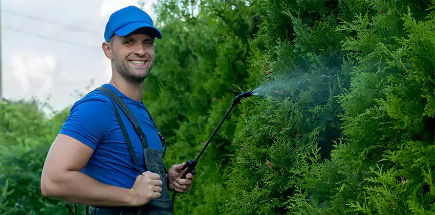 wasp-pest-control in San Bernardino, CA