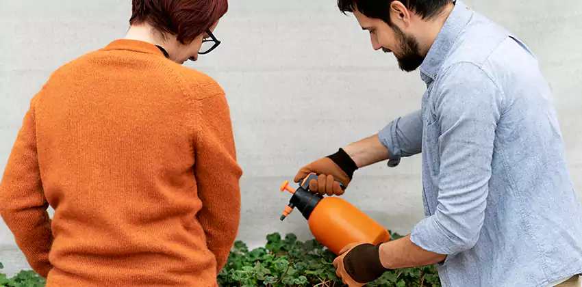 whitefly-treatment in San Bernardino, CA