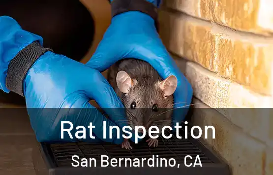  Rat Inspection San Bernardino, CA